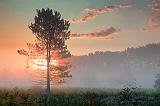 Tree In Foggy Sunrise_20439